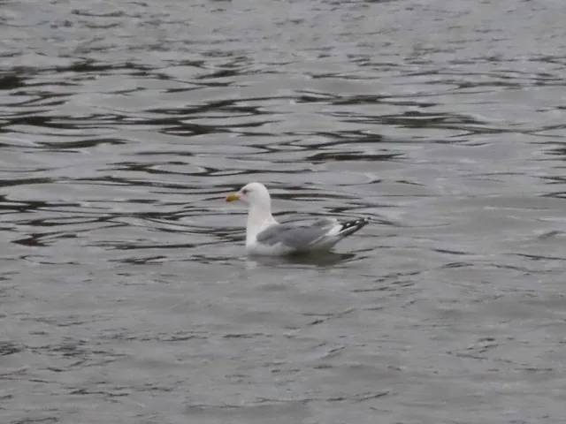 Species Image