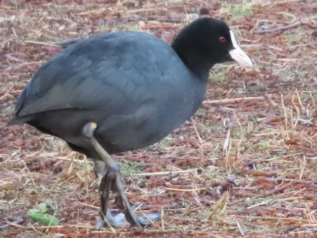 Species Image