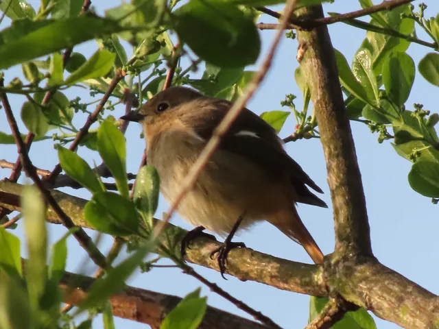 Species Image