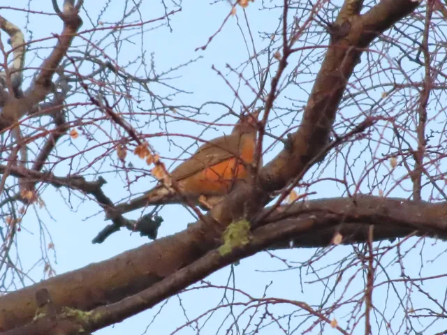 Species Image