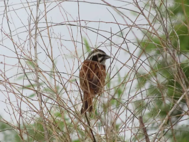 Species Image