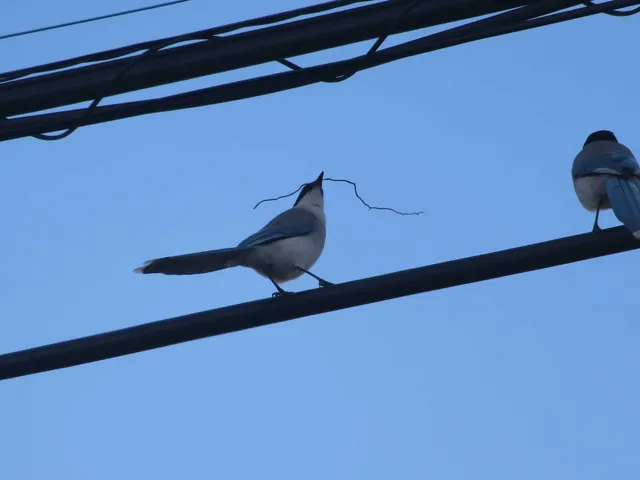 Species Image