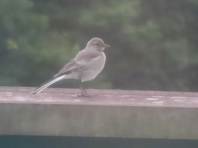 Species Image