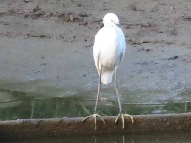 Species Image