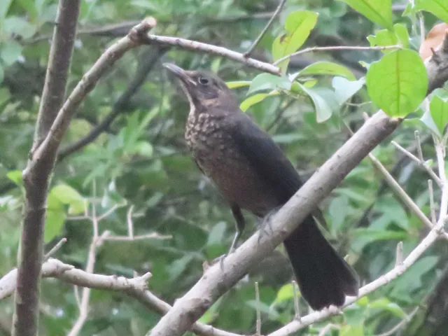 野鳥の写真