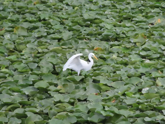 Species Image