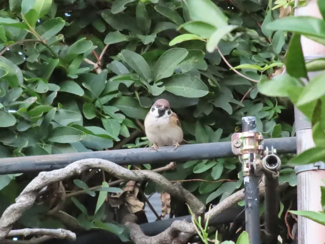 野鳥の写真