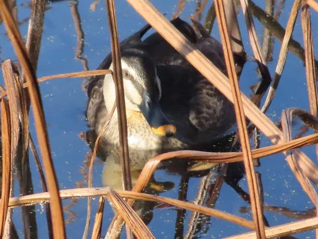 Species Image