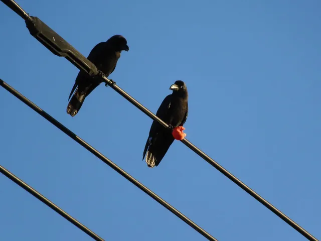 Species Image