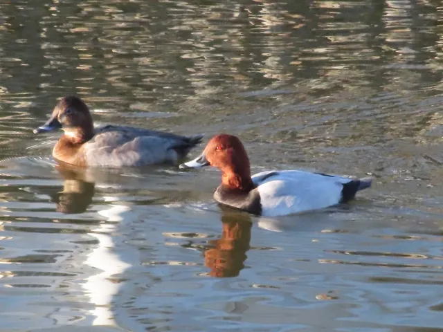 Species Image