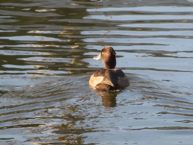 Species Image