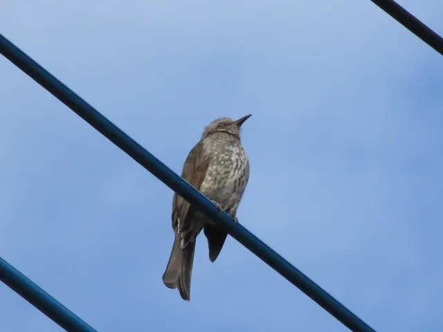 野鳥の写真