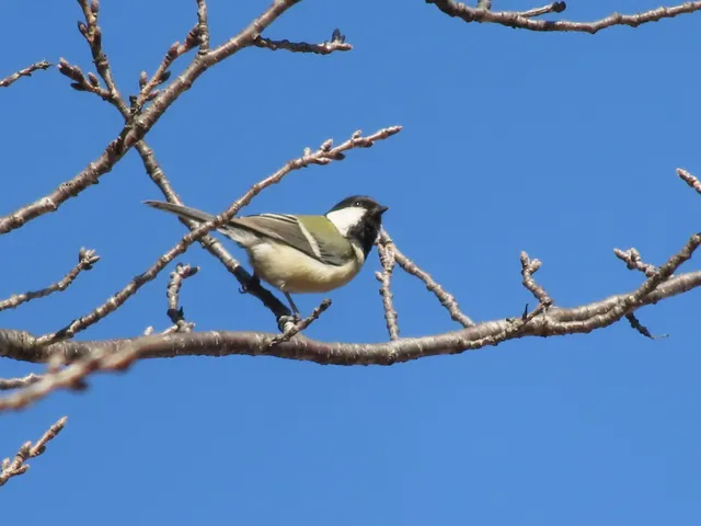 Species Image