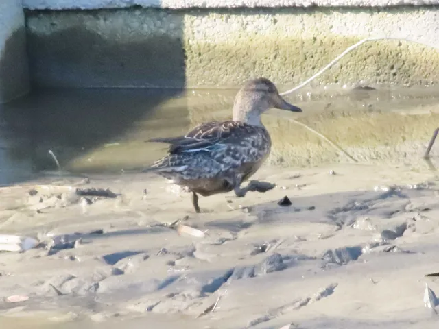Species Image