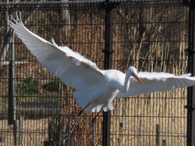Species Image