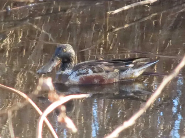 Species Image