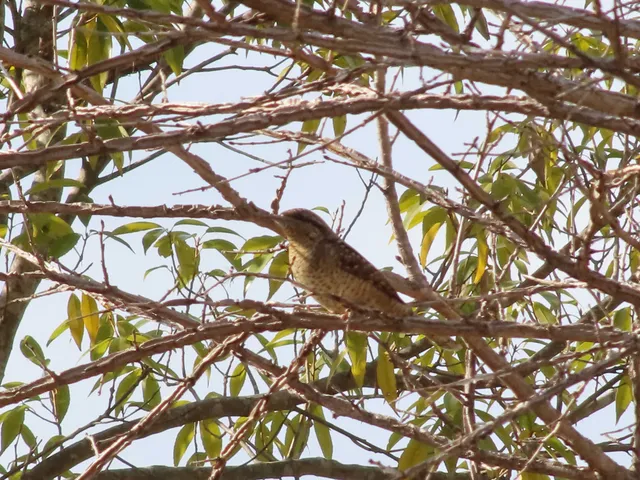 Species Image