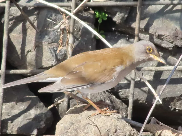 Species Image
