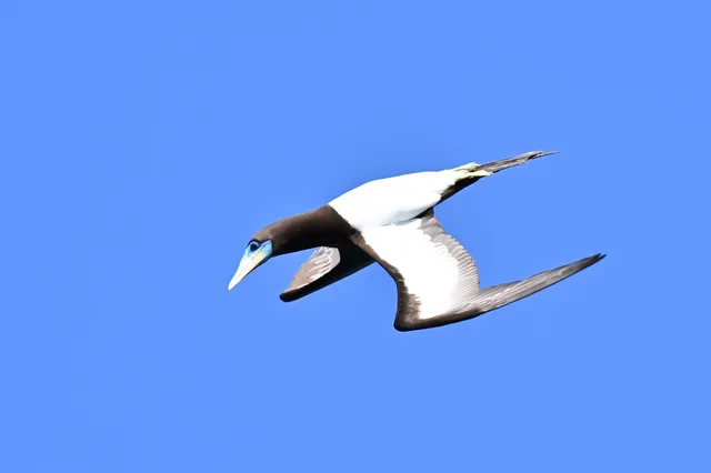 Species Image