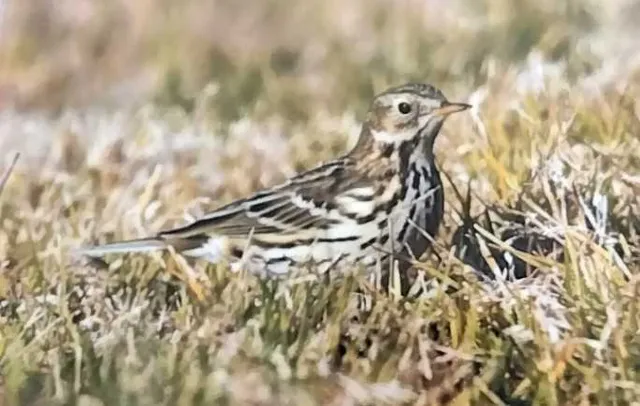 Species Image