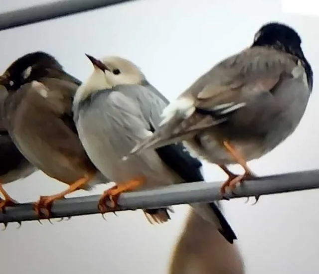 野鳥の写真