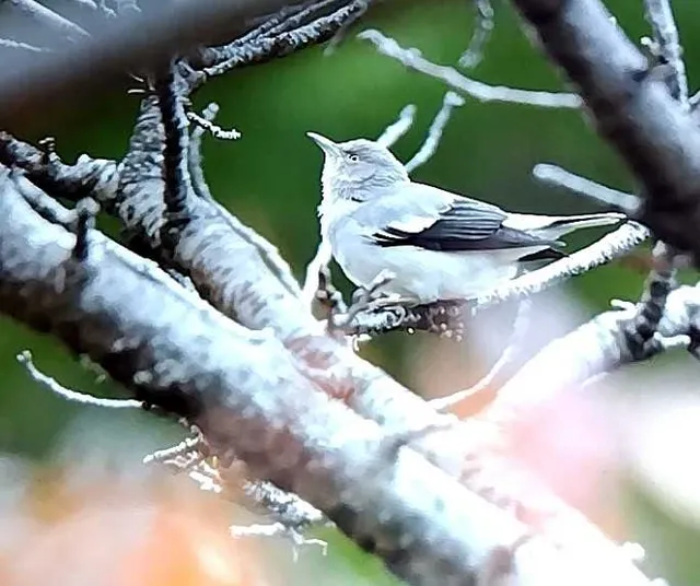 野鳥の写真