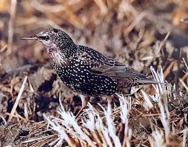 野鳥の写真