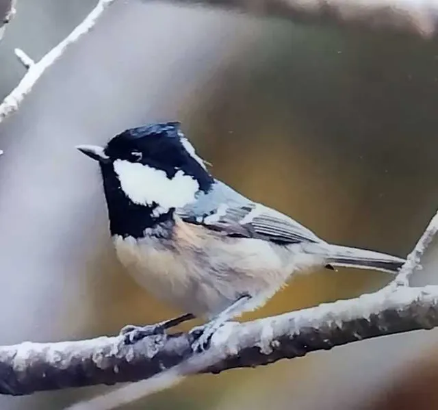 野鳥の写真