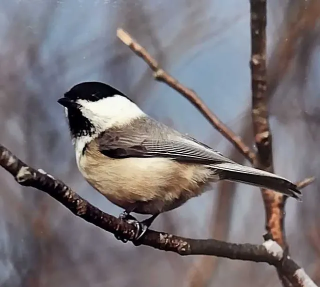 野鳥の写真
