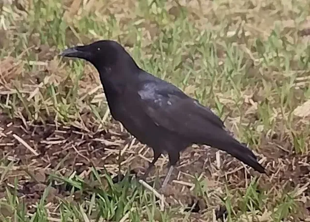 野鳥の写真