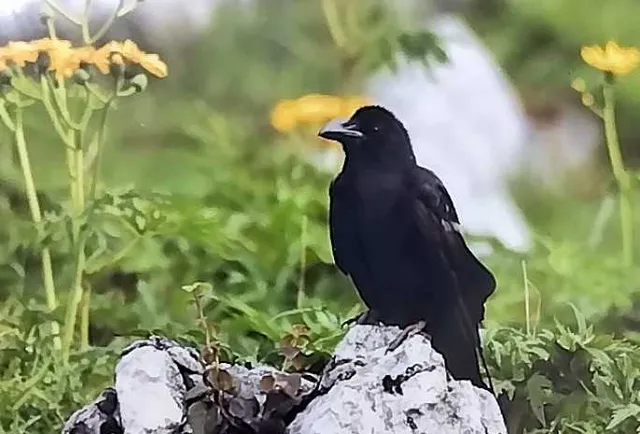 野鳥の写真