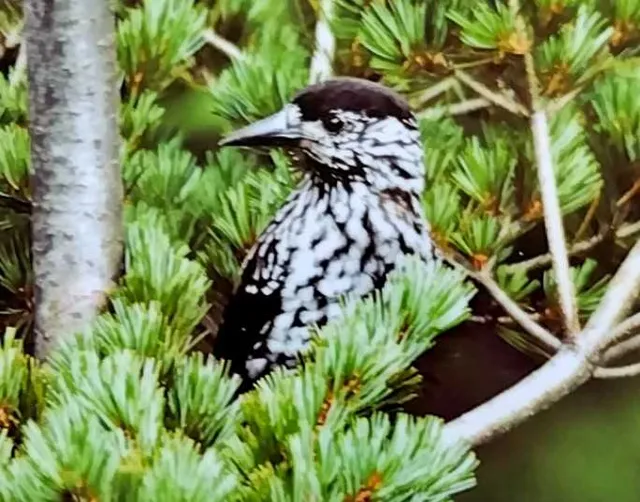 Species Image