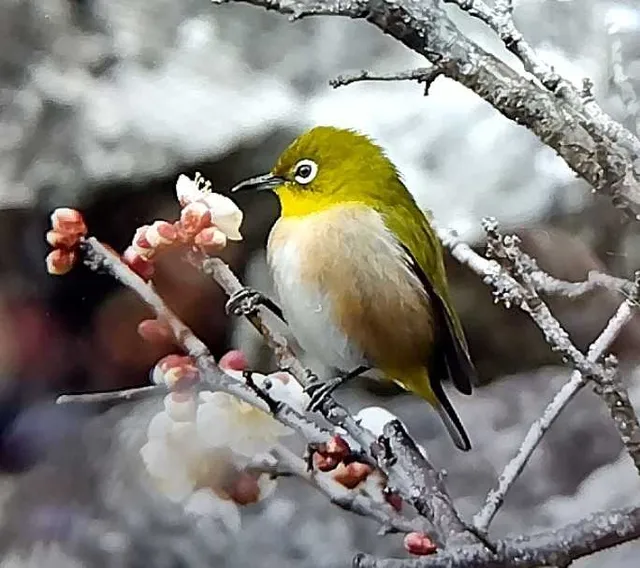 野鳥の写真