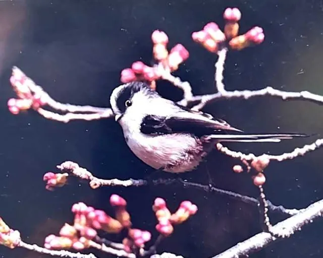 野鳥の写真