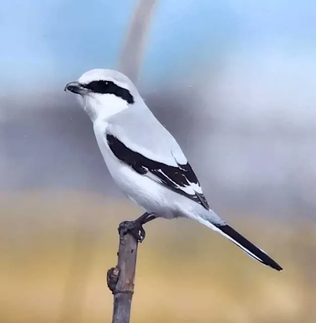 野鳥の写真