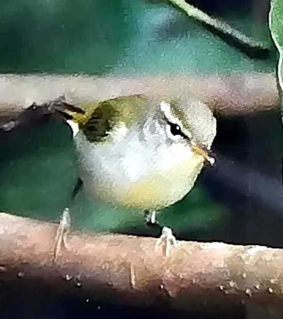 野鳥の写真