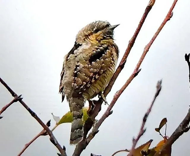 野鳥の写真