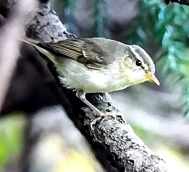 野鳥の写真
