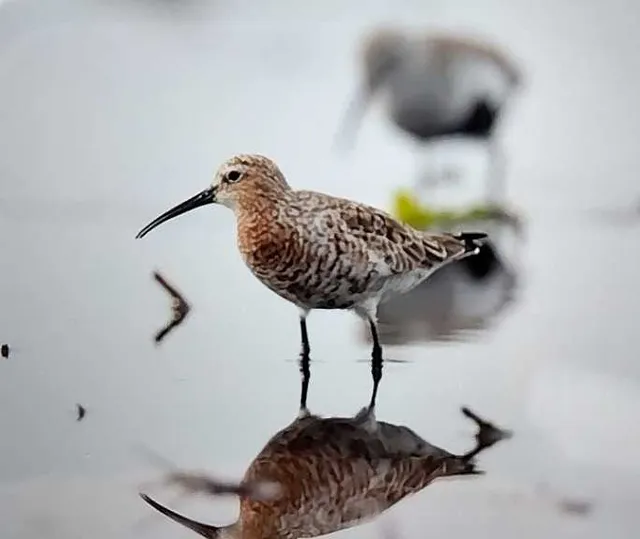 野鳥の写真