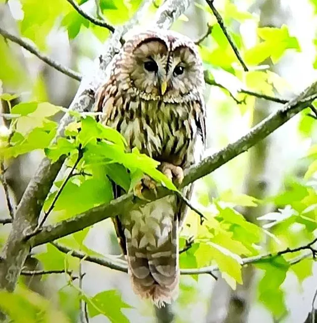 野鳥の写真