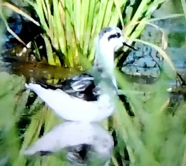 Species Image