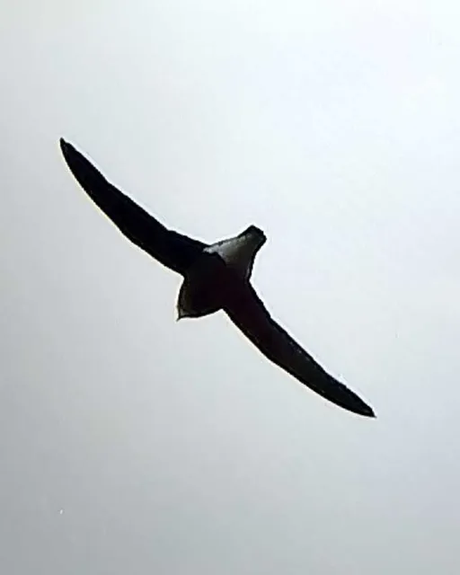 野鳥の写真