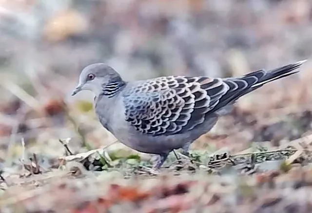 野鳥の写真