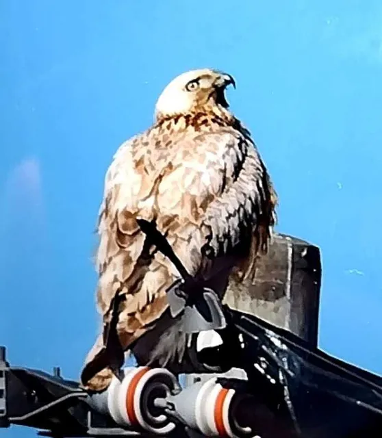 野鳥の写真
