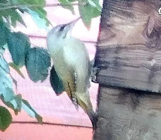 野鳥の写真
