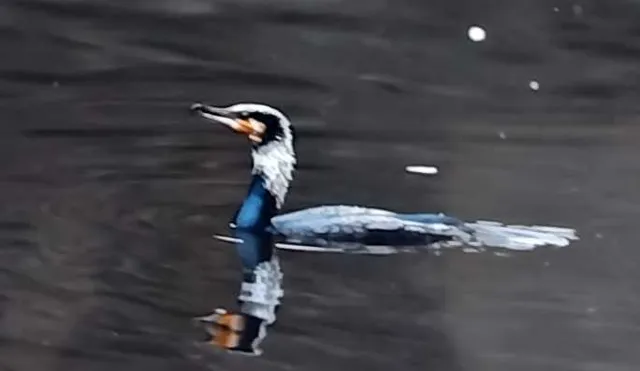 野鳥の写真