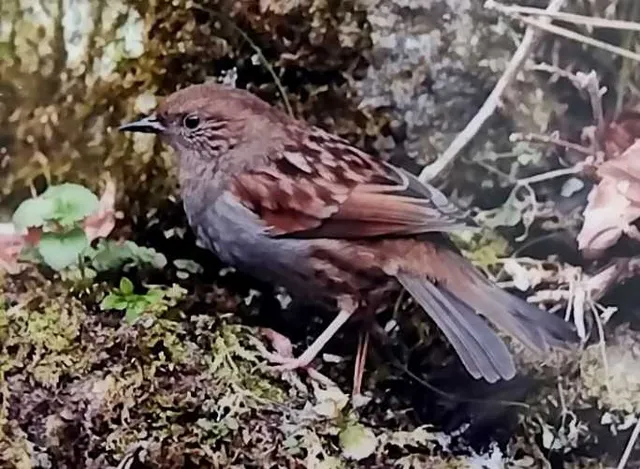 野鳥の写真