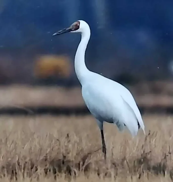 野鳥の写真