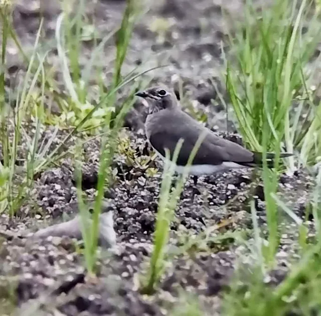 野鳥の写真