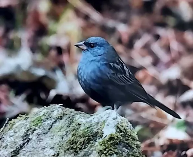野鳥の写真